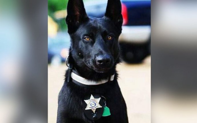 Police Dog Rescues Deputy After He s Ambushed By 3 Men - ABC News