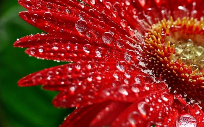 Raindrops on flower | Art: Flowers: Photos | Pinterest | Art