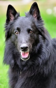 Belgian Groenendael - Sheepdog dog breed