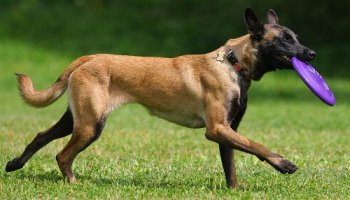 Belgian Malinois dog breed