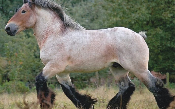 Belgium Draft Horse